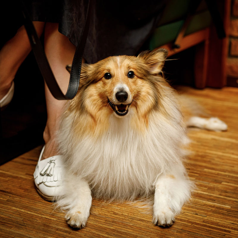 Hunde sind herzlich Willkommen Freundlicher Hund liegt entspannt auf dem Holzboden einer Gaststube im Landgasthof Meimers in Thüringen – Hunde sind hier herzlich willkommen.
